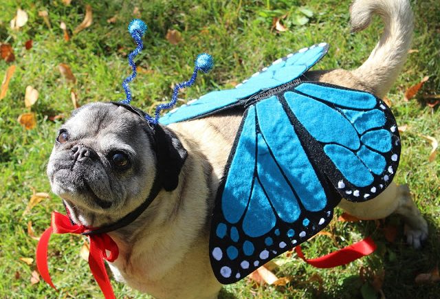 Butterfly Pet Costume Tutorial
