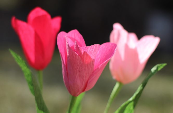 Crepe Paper Tulip Tutorial