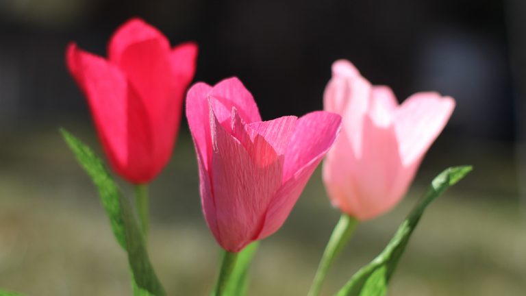 Violet Tulip/Tea Rose Satin Crepe
