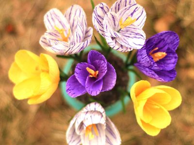 Crepe Paper Crocus Flower Tutorial