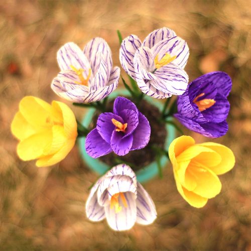 Crepe Paper Crocus Flower Tutorial