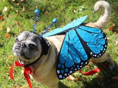 Butterfly Pet Costume Tutorial