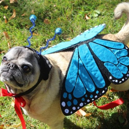 Butterfly Pet Costume Tutorial