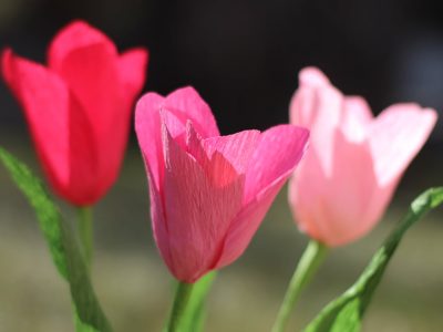 Crepe Paper Tulip Tutorial